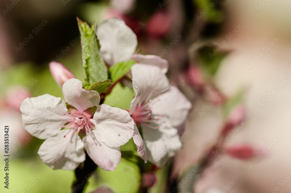 Obraz premium spring cherry blossoms