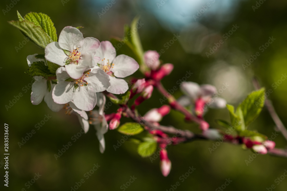 spring cherry blossoms spring cherry blossoms