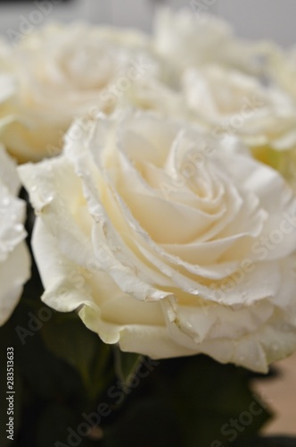 white rose on background