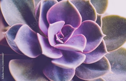 Echeveria perle von nurnberg macro
