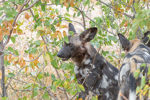 Wild dogs, also called painted dogs, between mopani bushes photo