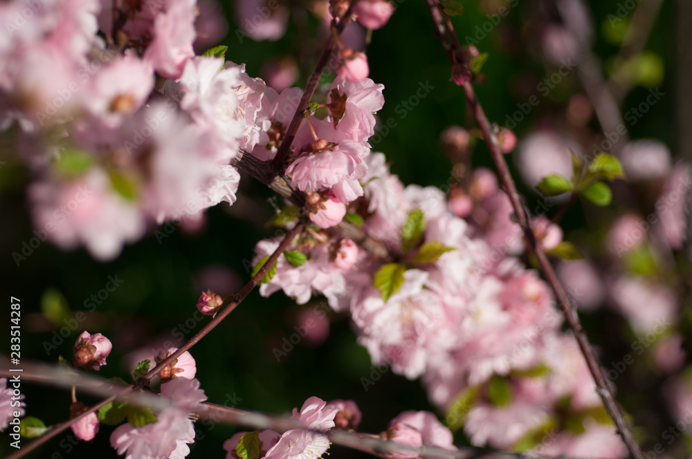 branch of a blooming plum in spring branch of a blooming plum in spring