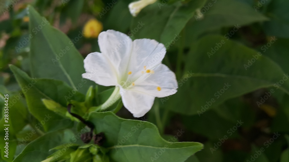 flower in the garden flower in the garden