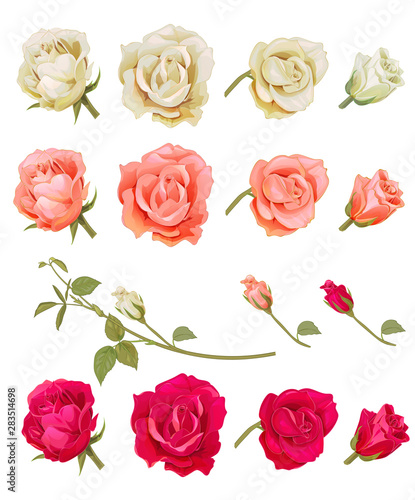 Set of roses: pink, red, white flowers, buds, green leaves, branches on white background. Botanical illustration, hand draw in watercolor vintage style, collection for design, vector