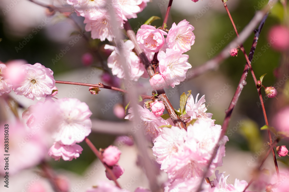 branch of a blooming plum in spring