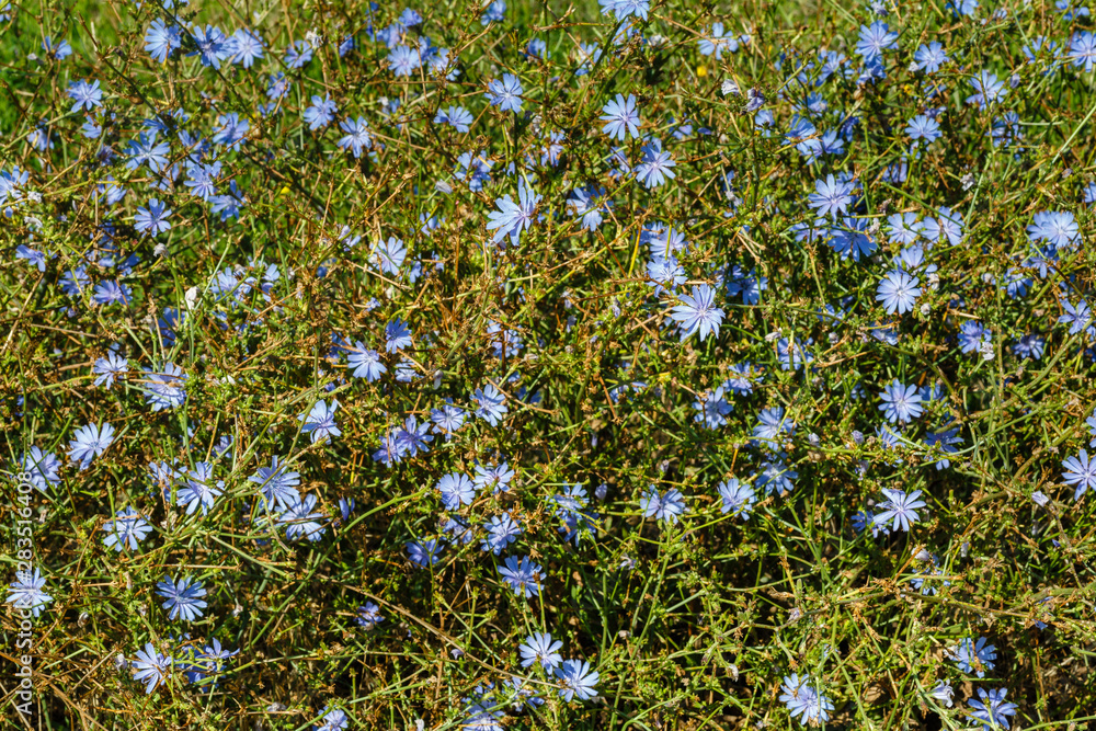 Plantas con flores azules lilas de achicoria silvestre. Cichorium intybus.  Stock Photo | Adobe Stock