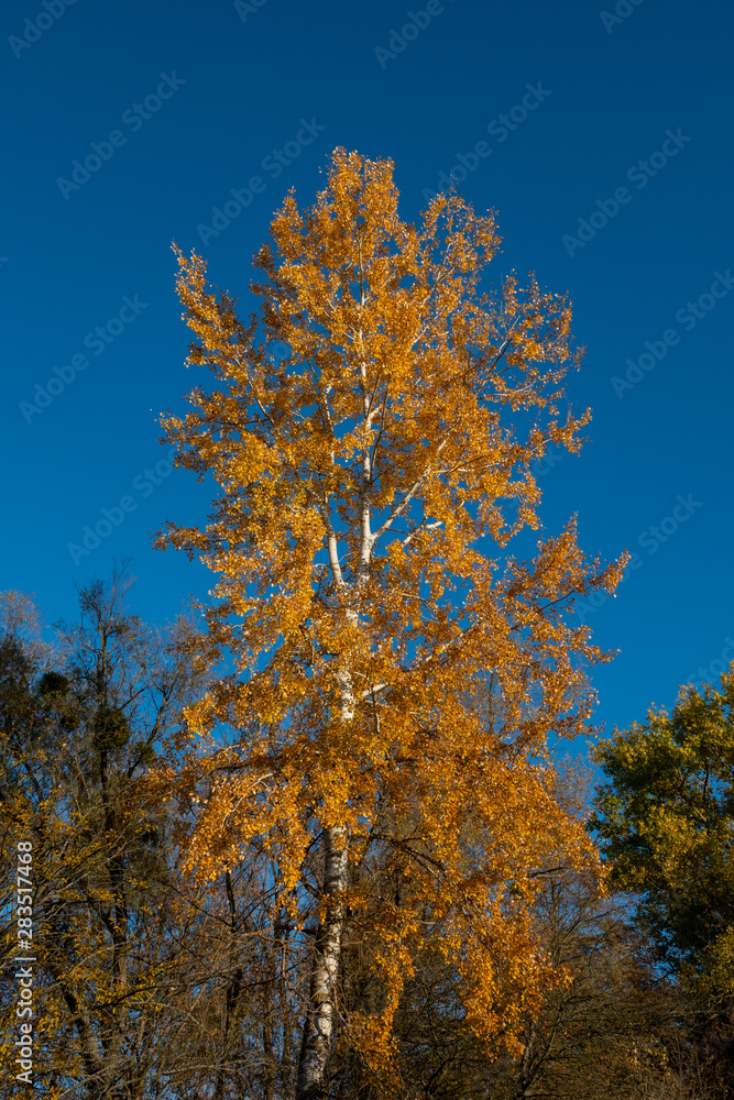 Birch tree covered with yellow foliage against the blue sky on a sunny day.