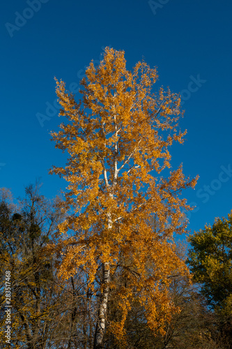 Birch tree covered with yellow foliage against the blue sky on a sunny day.