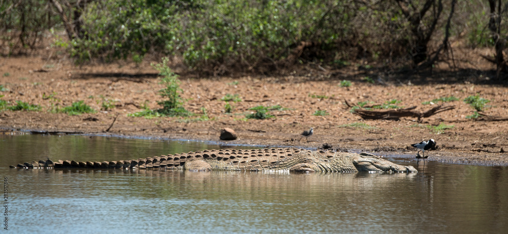 Crocodile du Nil , Crocodylus niloticus, Afrique du Sud Crocodile du Nil , Crocodylus niloticus, Afrique du Sud