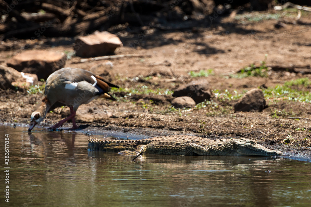 Crocodile du Nil , Crocodylus niloticus, Afrique du Sud Crocodile du Nil , Crocodylus niloticus, Afrique du Sud