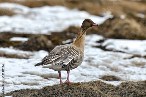 Oie à bec court, .Anser brachyrhynchus, Pink footed Goose, Spitzberg, Svalbard, Norvège photo