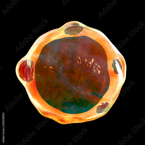 Blastocystis hominis parasite, 3D illustration. The causative agent of diarrheal infections in humans photo