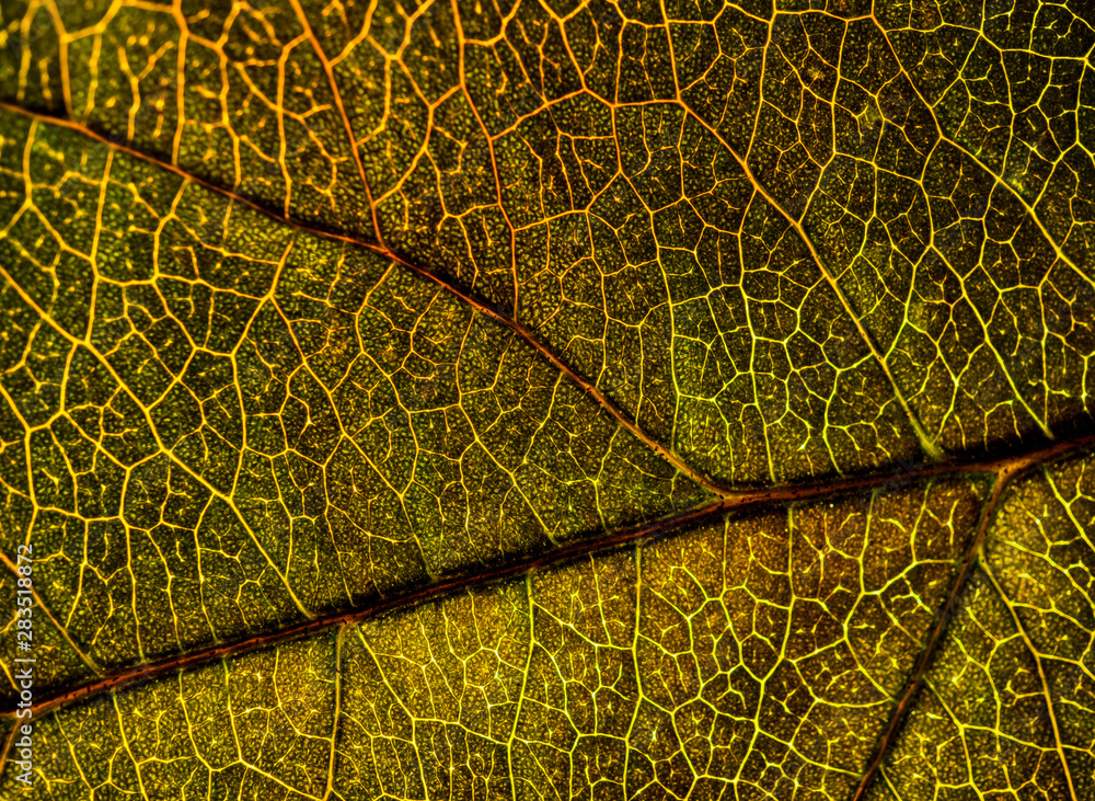 Obraz premium Background image of a leaf of a tree close up. A green leaf of a tree is a big magnification. Macro shooting.