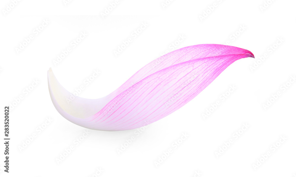 lotus isolated on white background. lotus isolated on white background.