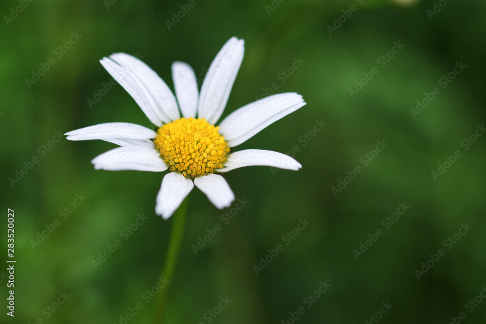 Obraz premium marguerite