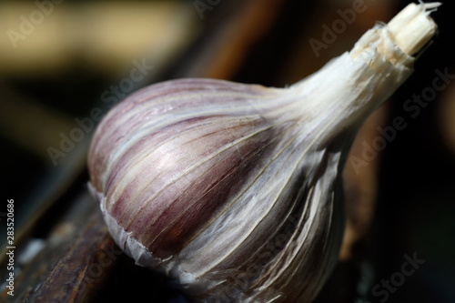 Photography New harvest garlic healthy spice in the kitchen closeup