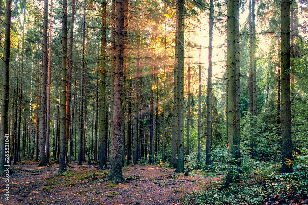 Obraz premium rays of the rising morning sun in a pine forest