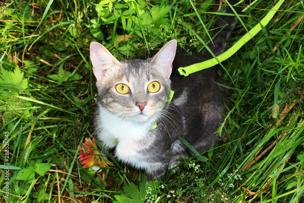 Gray domestic cat with a green leash sitting among green grass