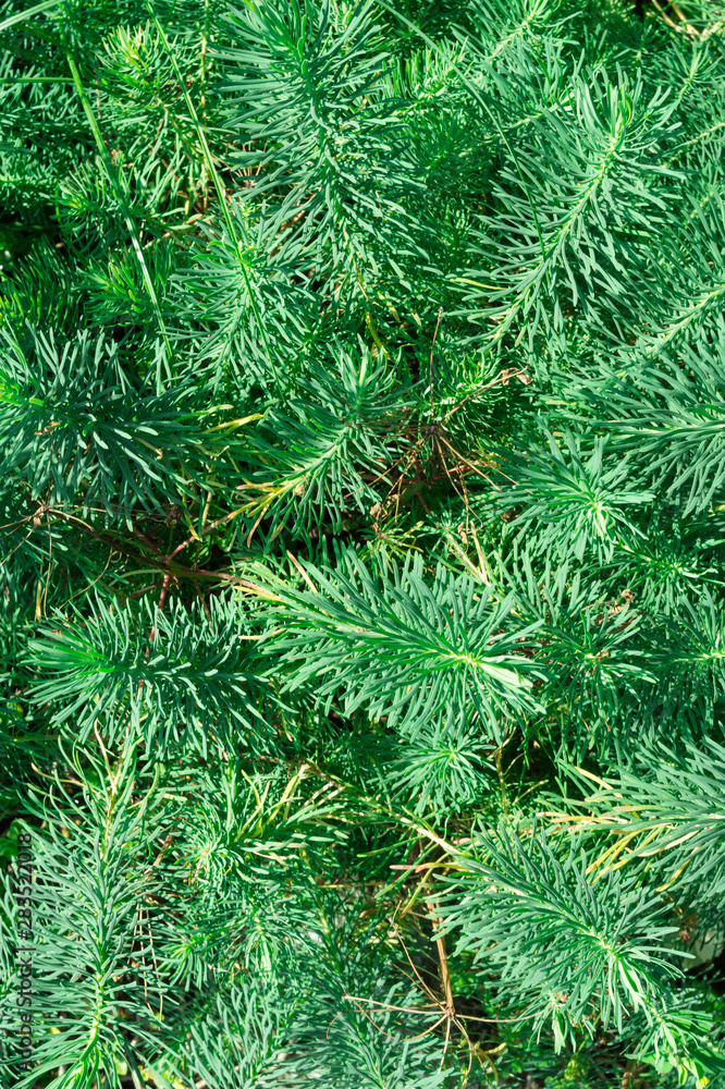 Spruce shrub. Decorative plant in the flower bed. Spruce shrub. Decorative plant in the flower bed.