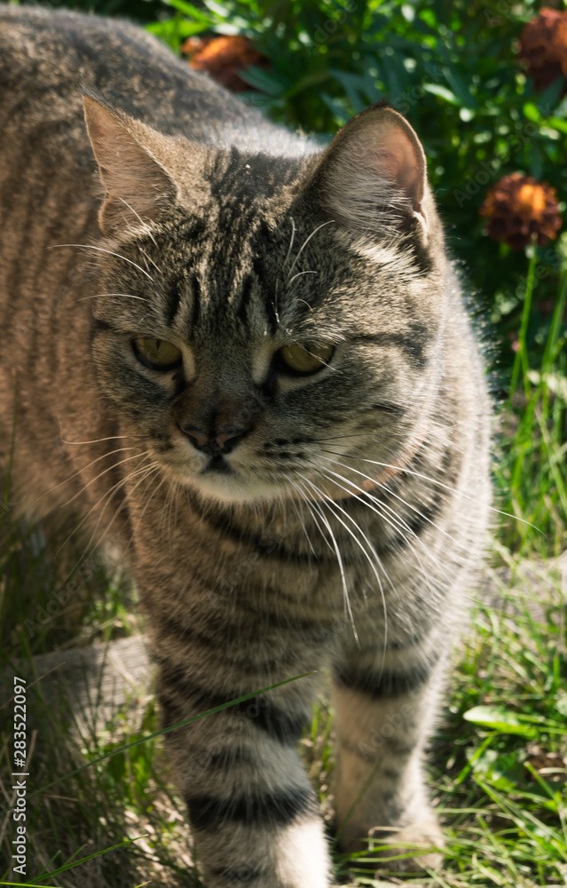 Gray striped cat with a forked nose. Cat walks in nature Gray striped cat with a forked nose. Cat walks in nature