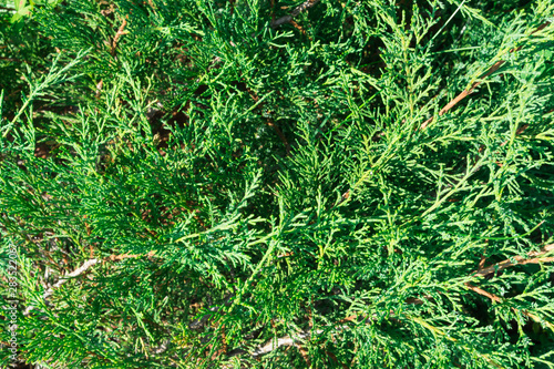 Natural background of an evergreen. Textured Botanical background.