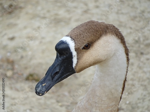 Anser cygnoides ánsar cisnal  ganso cisne  photo