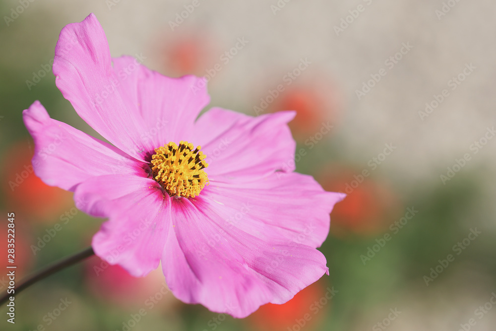 Fototapeta premium fleur