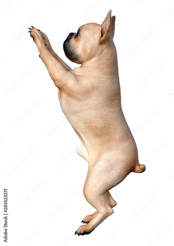 Obraz premium 3D Rendering French Bulldog on White