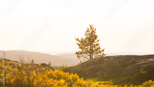 Sunset on the northern parts of Finland