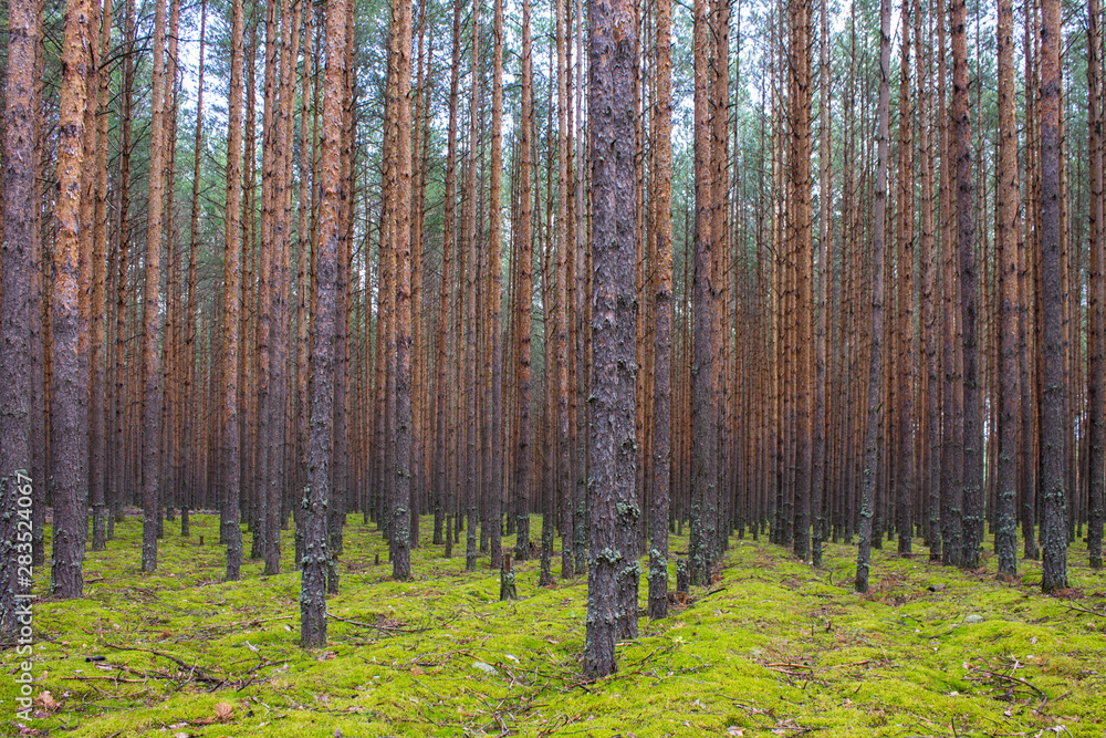 Obraz premium Coniferous forest with smooth parallel trunks of pine trees and soft green moss on a summer day