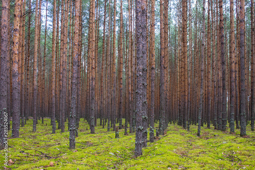 Coniferous forest with smooth parallel trunks of pine trees and soft green moss on a summer day