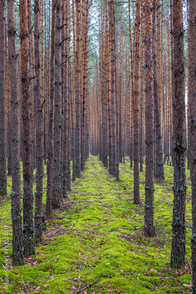 Coniferous forest with smooth parallel trunks of pine trees and soft green moss on a summer day Coniferous forest with smooth parallel trunks of pine trees and soft green moss on a summer day