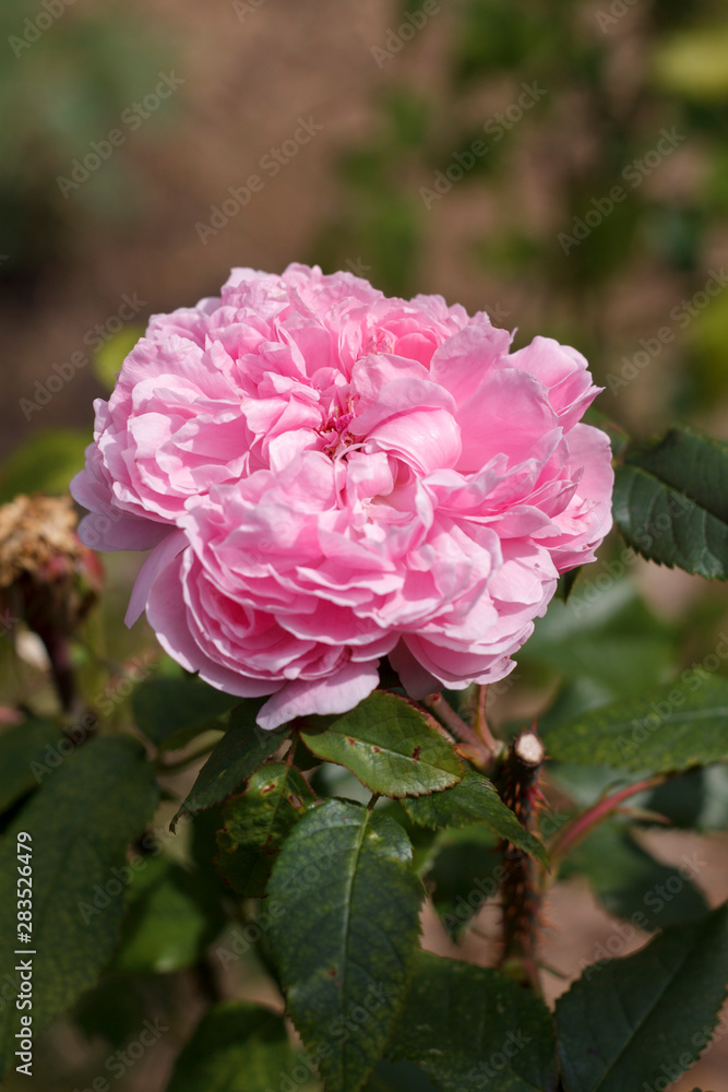 Fototapeta premium bright flower gardening rose closeup on a background of bushes