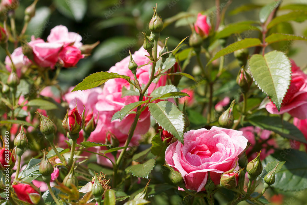 pink garden rose flower closeup