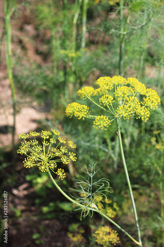 Yellow flowers of dill (Anethum graveolens). Close up.