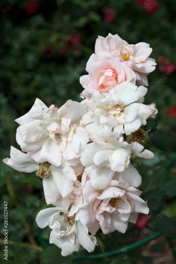 fading and fresh flowers of garden rose on shrub background close-up fading and fresh flowers of garden rose on shrub background close-up