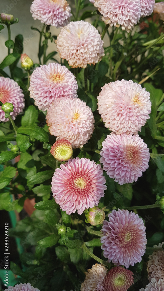 Bright autumn background of blooming chrysanthemums Bright autumn background of blooming chrysanthemums