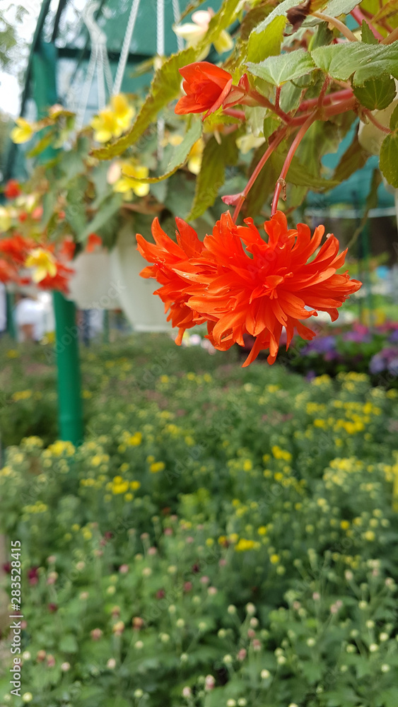 Bright autumn background of blooming chrysanthemums