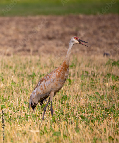 Obraz na płótnie Sandhill Crane