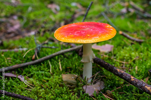 Red mushroom fly agaric in the forest closeup