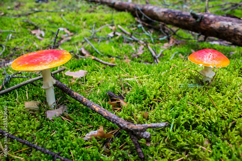 Red mushroom fly agaric in the forest closeup