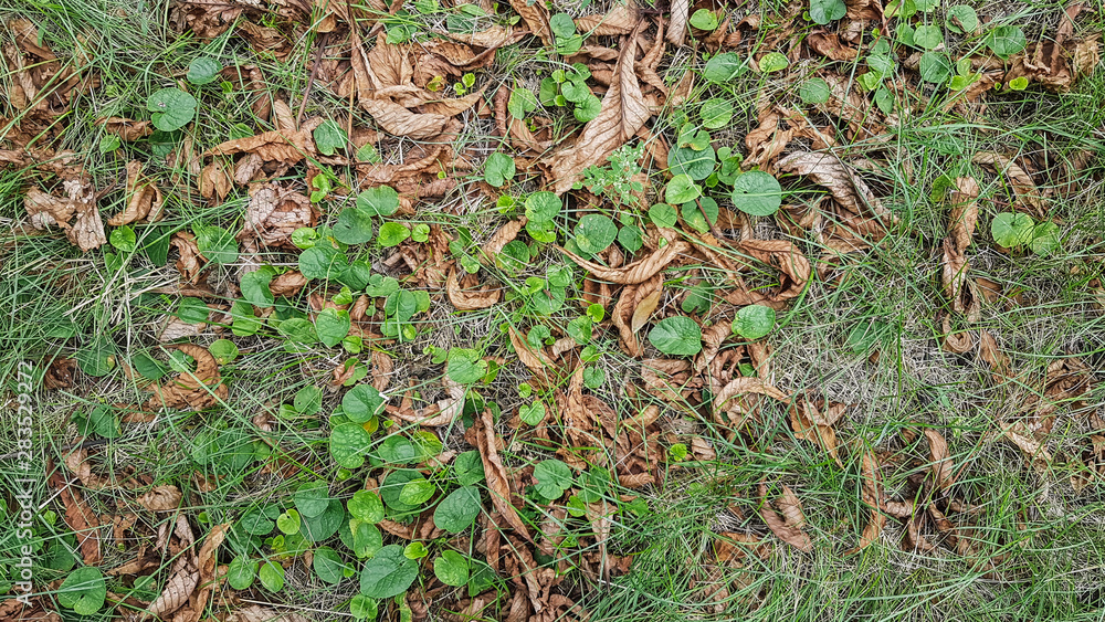 green grass texture green grass texture