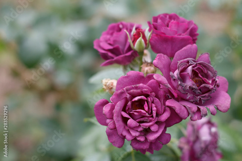 flowers purple rose garden variety on a Bush close-up