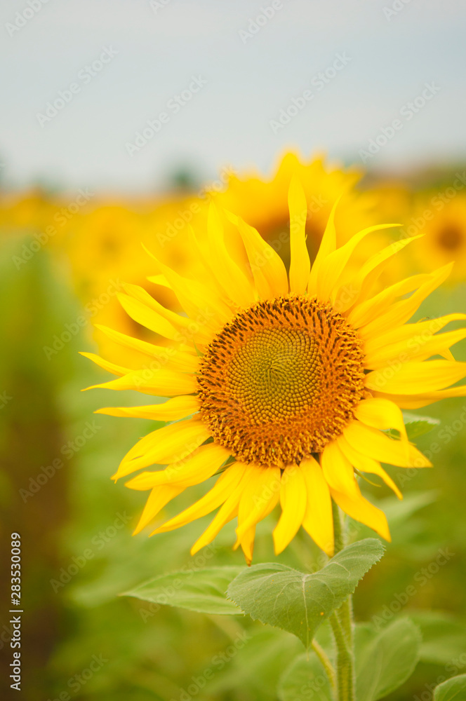 Fototapeta premium Yellow sunflowers. Field of sunflowers, rural landscape.