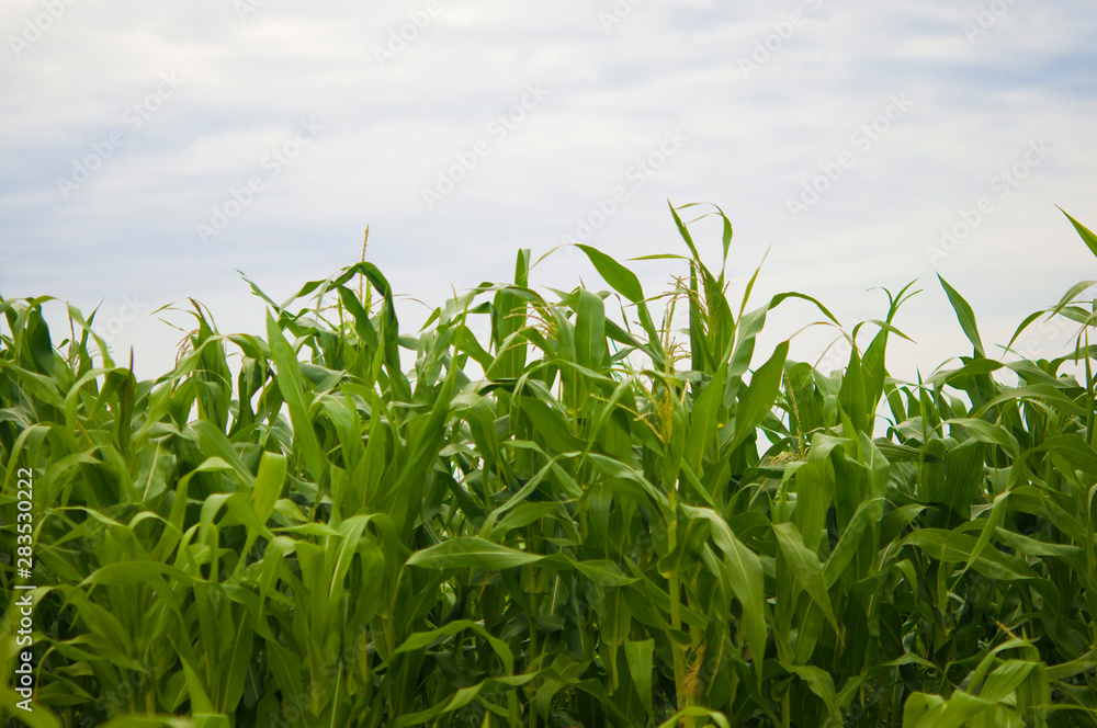 Corn grown in farmland, cornfield Corn grown in farmland, cornfield