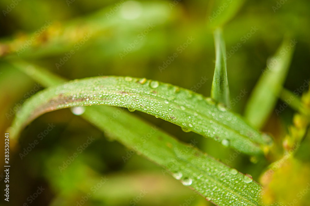 Fresh green grass with dew drops close up. Fresh green grass with dew drops close up.