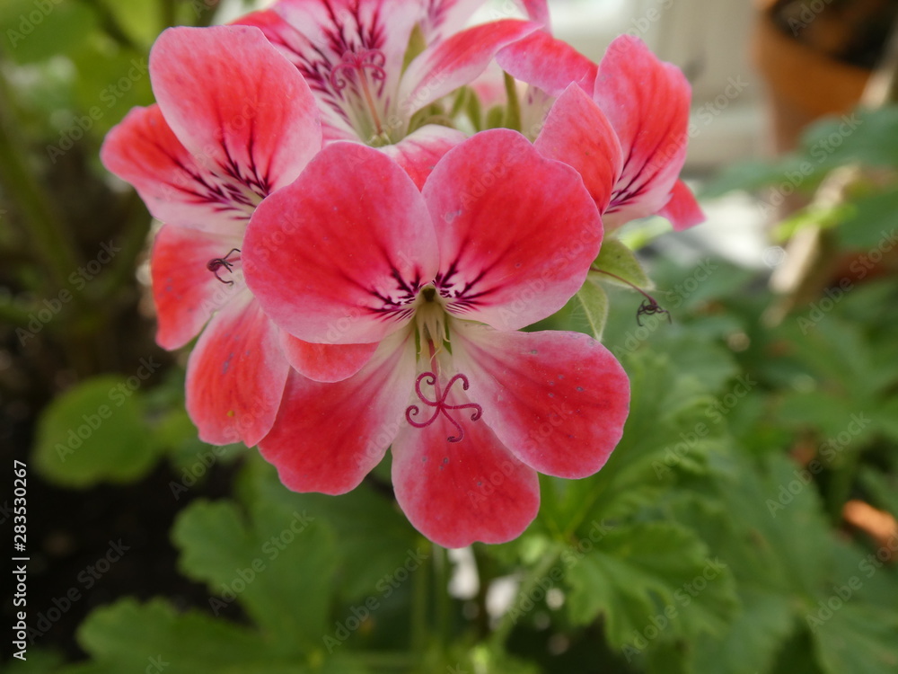 Flower Flower