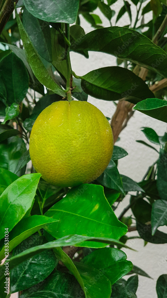 Organic lemons grown in the garden