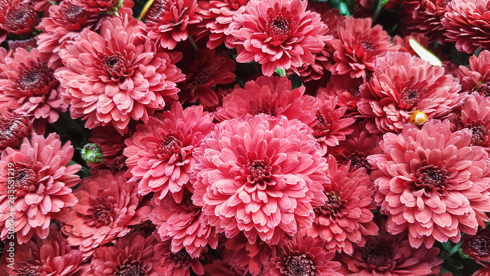 Bright autumn background of blooming chrysanthemums Bright autumn background of blooming chrysanthemums