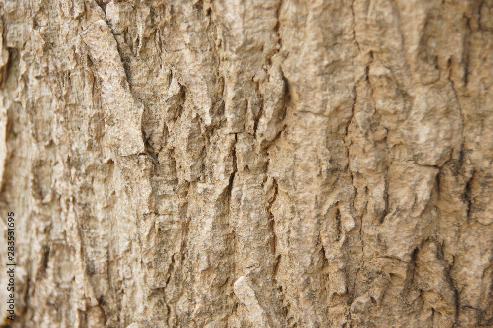 the tree surface is cut into dried pieces. the tree surface is cut into dried pieces.